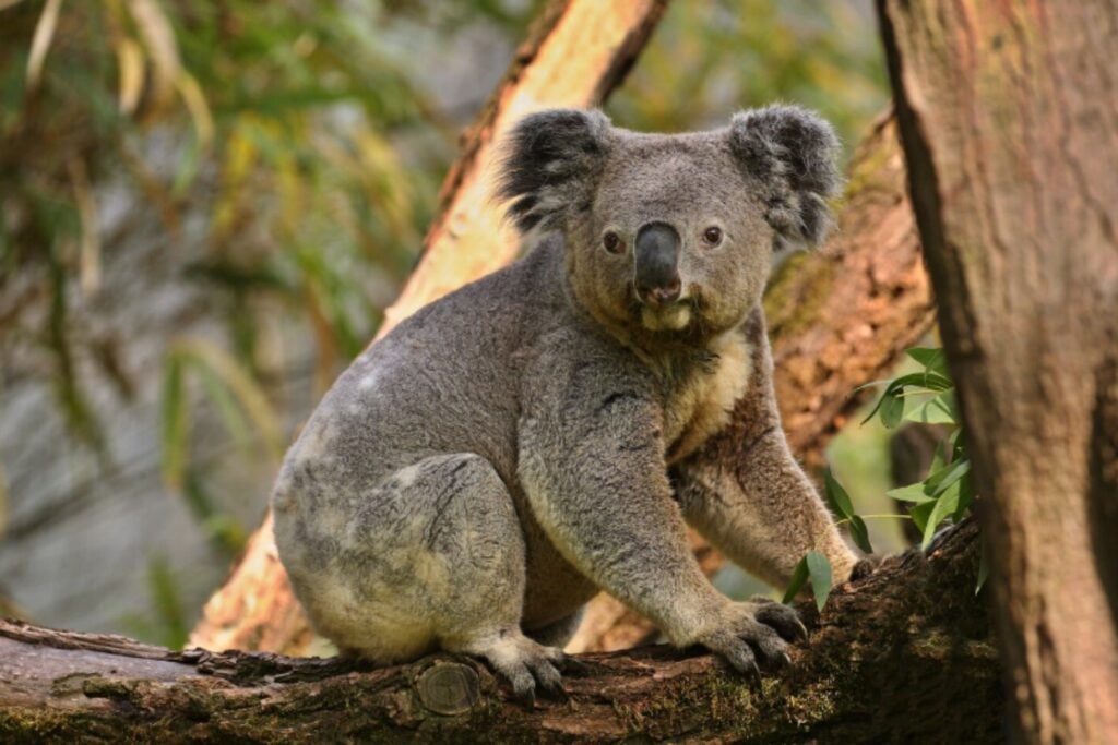 Steve Irwin compró miles de acres para salvar a los koalas: 30 años después, el refugio sigue creciendo