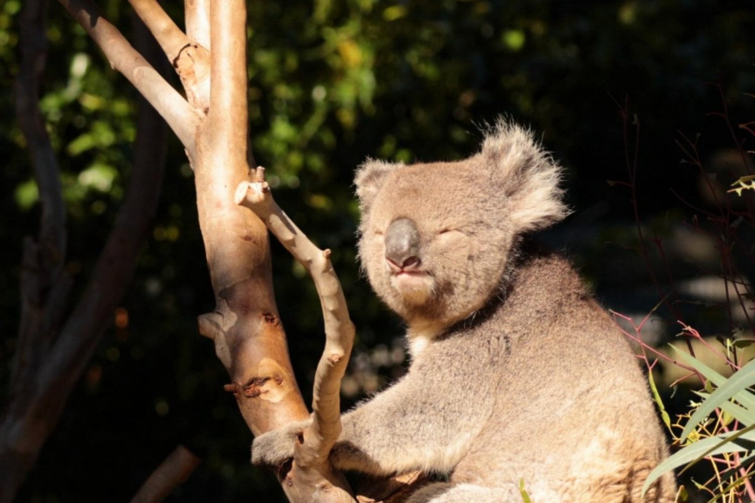 Steve Irwin compró miles de acres para salvar a los koalas: 30 años después, el refugio sigue creciendo
