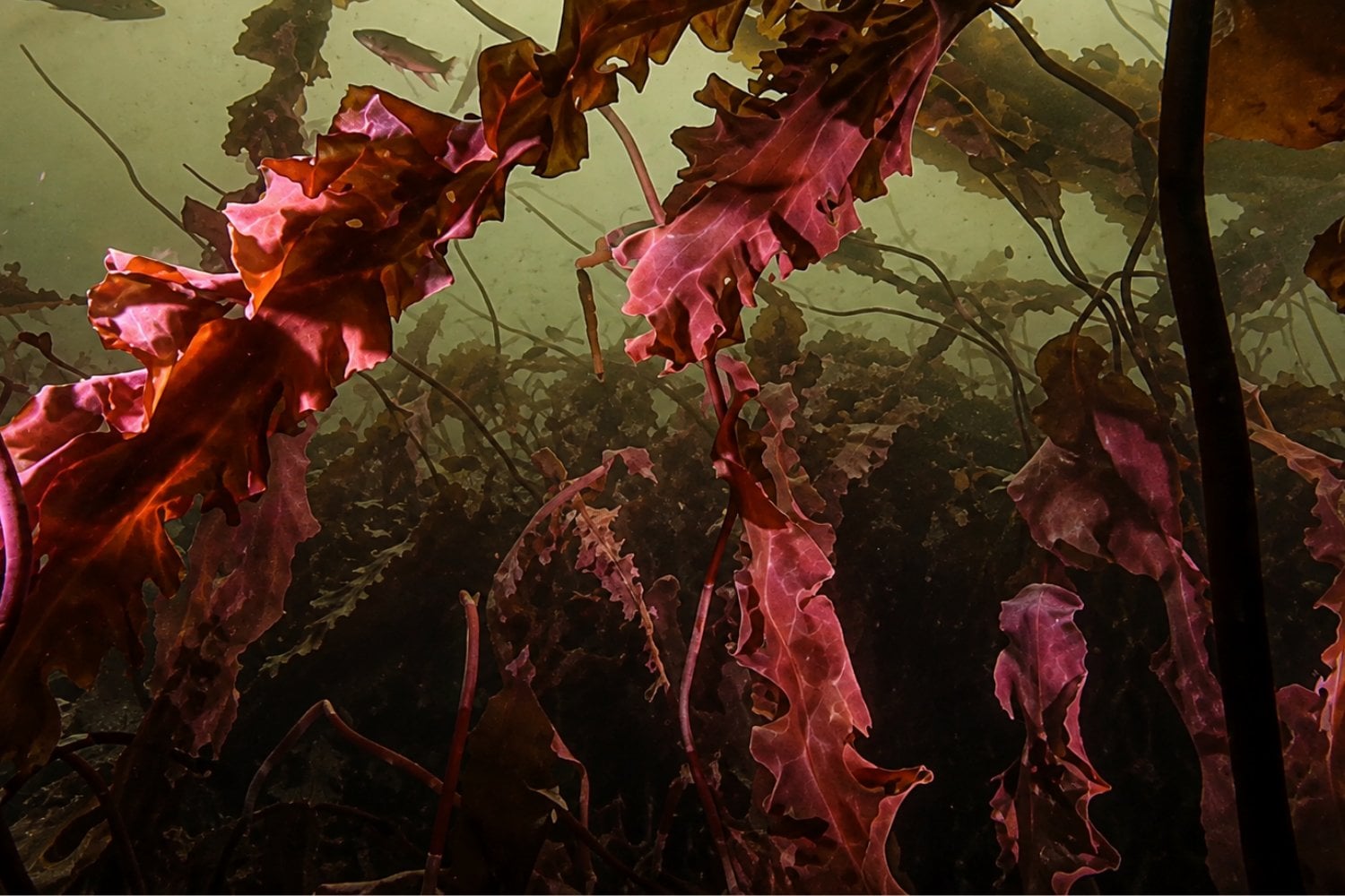 Cuando desaparecen los bosques de kelp, también cambia la vida microscópica de los arrecifes