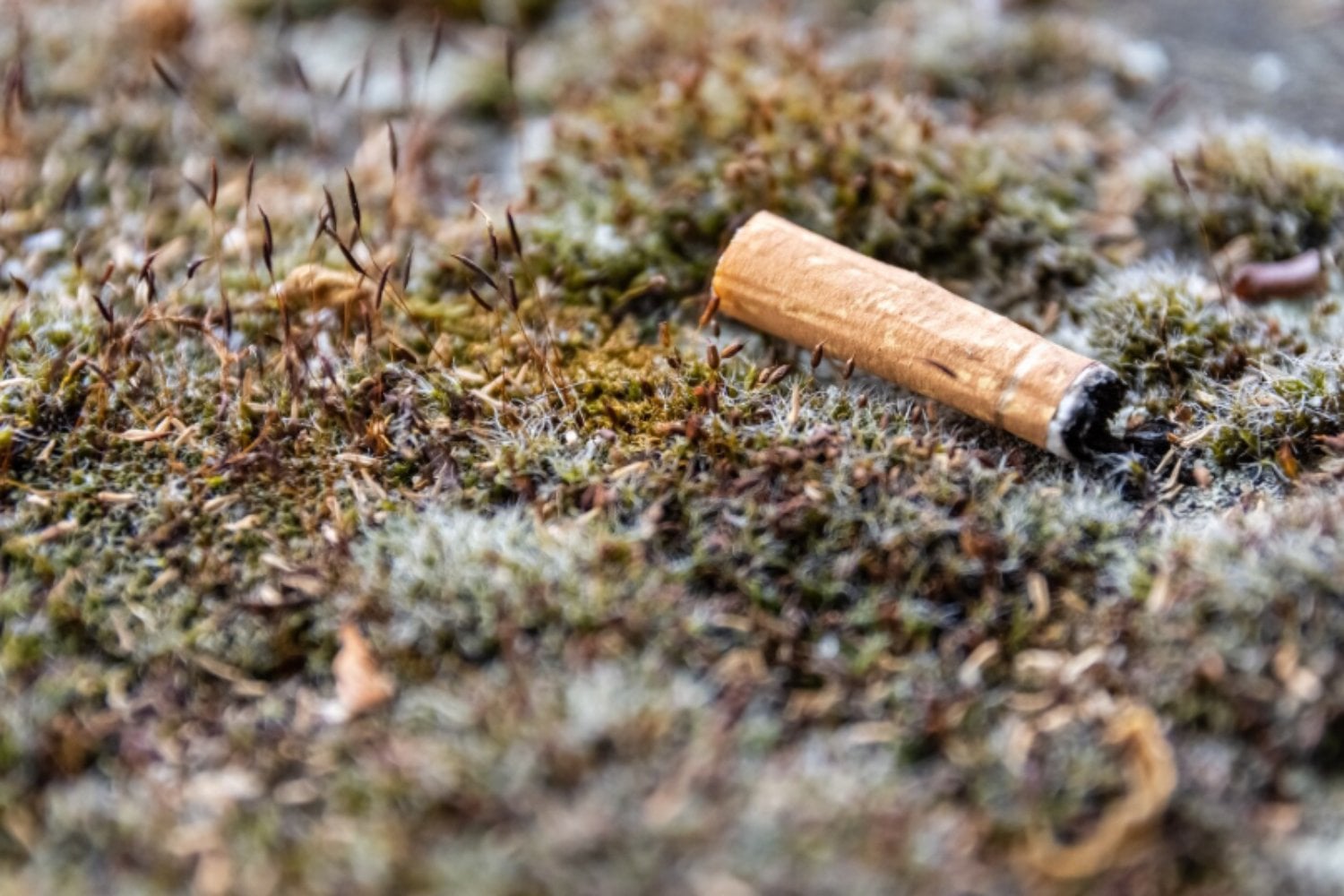 Algunas aves usan colillas de cigarrillos en sus nidos y podrían estar aprovechándolas contra los parásitos