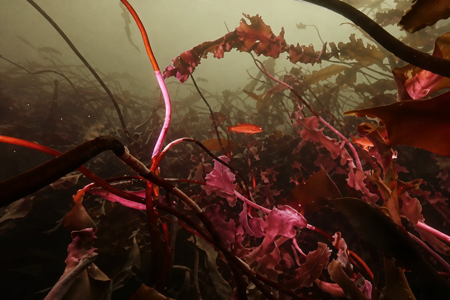 Cuando desaparecen los bosques de kelp, también cambia la vida microscópica de los arrecifes