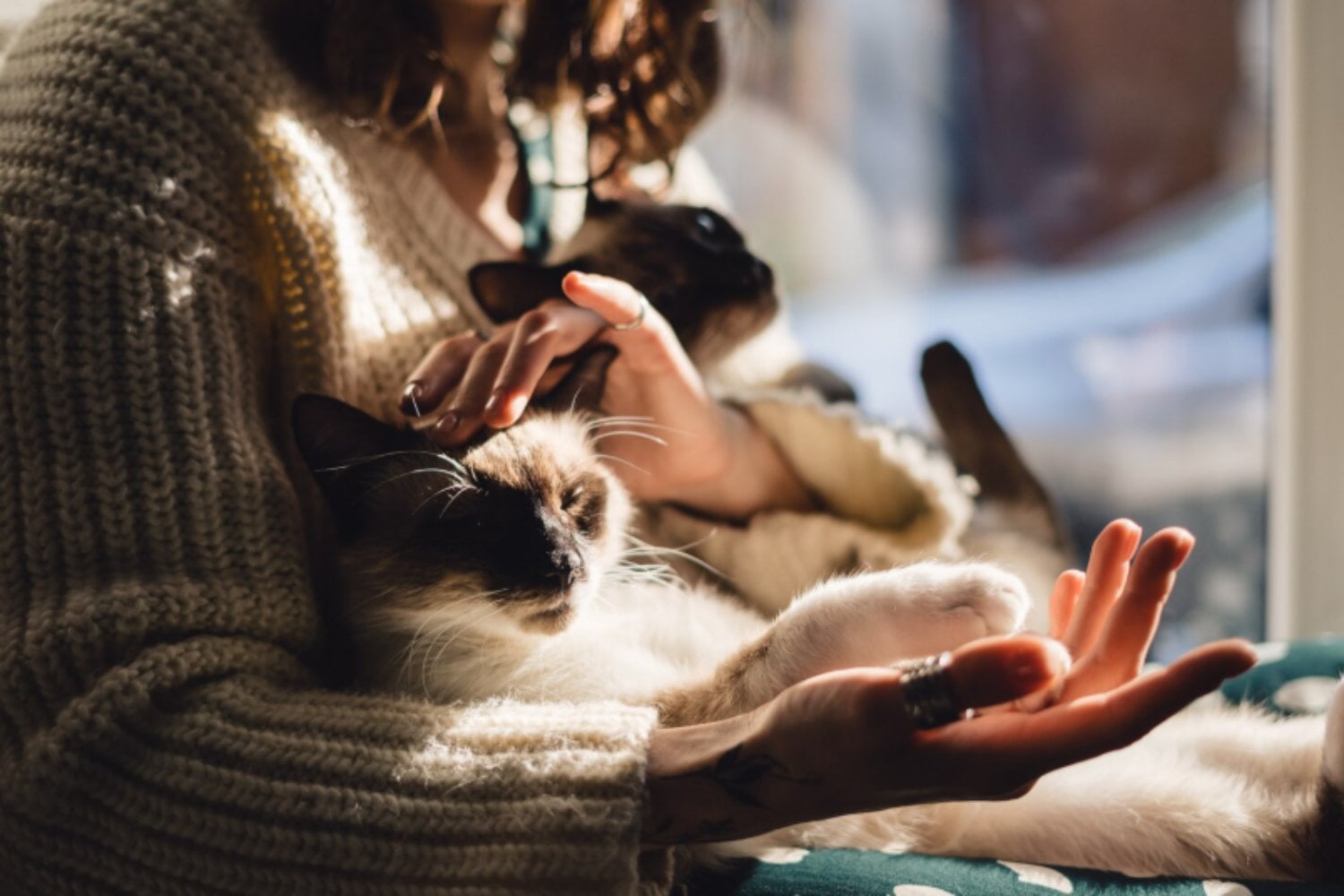 Los gatos son más sociales de lo que creíamos y pueden celebrar cuando sus tutores vuelven a casa