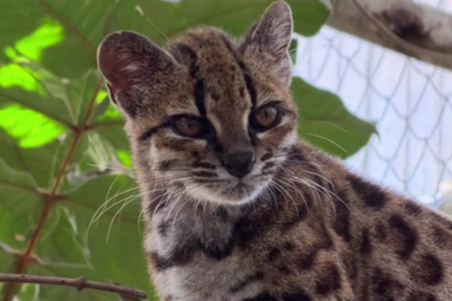 Un pequeño gato de Bolivia acaba de convertirse en una nueva especie: es el primer felino descrito en más de un siglo
