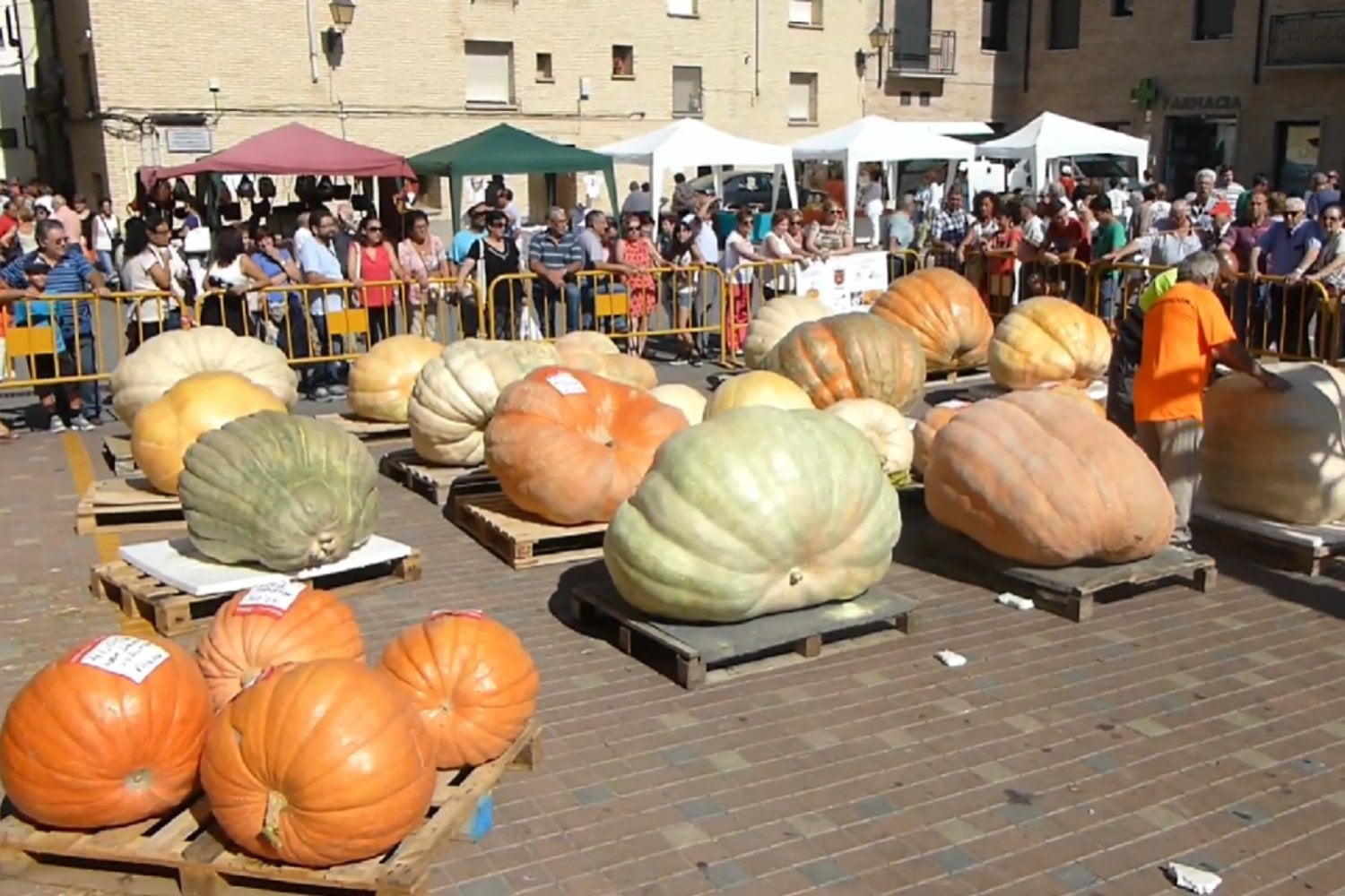 El agricultor español que cultiva calabazas de más de una tonelada