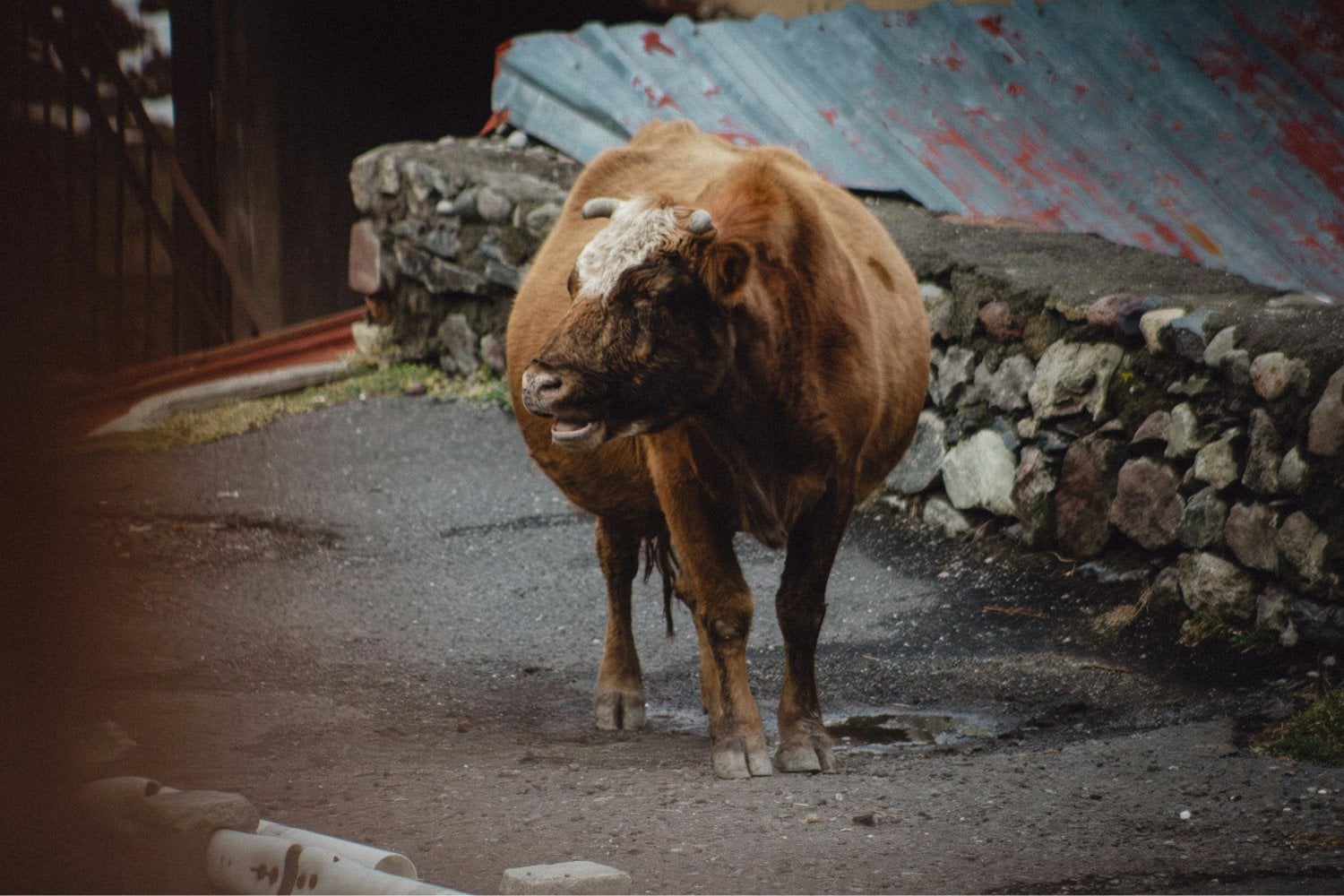 Un pueblo de Zamora se queda sin agua por unas vacas: el problema venía de mucho antes