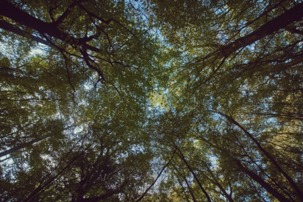 La IA también quiere medir los bosques: un proyecto gallego busca sustituir el inventario manual por láseres y algoritmos