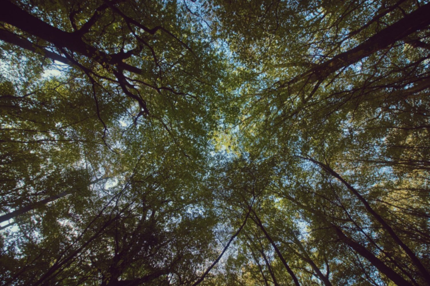 La IA también quiere medir los bosques: un proyecto gallego busca sustituir el inventario manual por láseres y algoritmos
