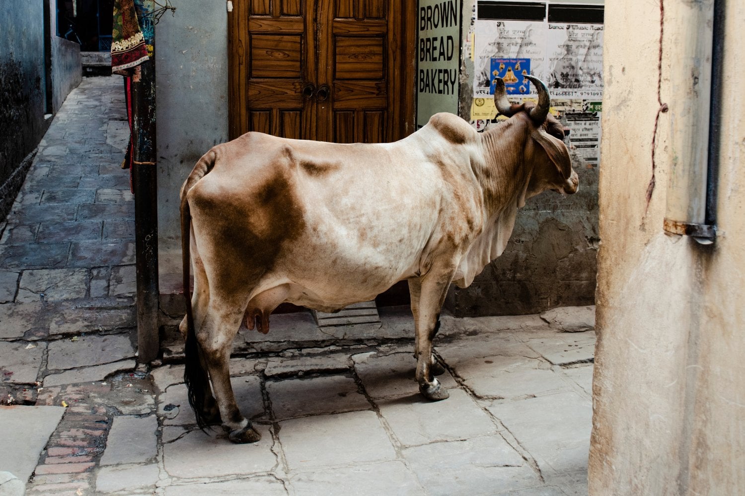 Un pueblo de Zamora se queda sin agua por unas vacas: el problema venía de mucho antes
