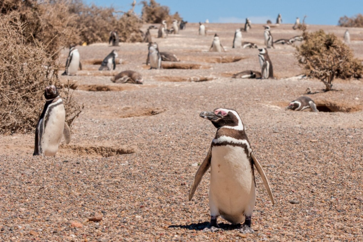 La desaparición del hielo marino está cambiando qué comen los pingüinos