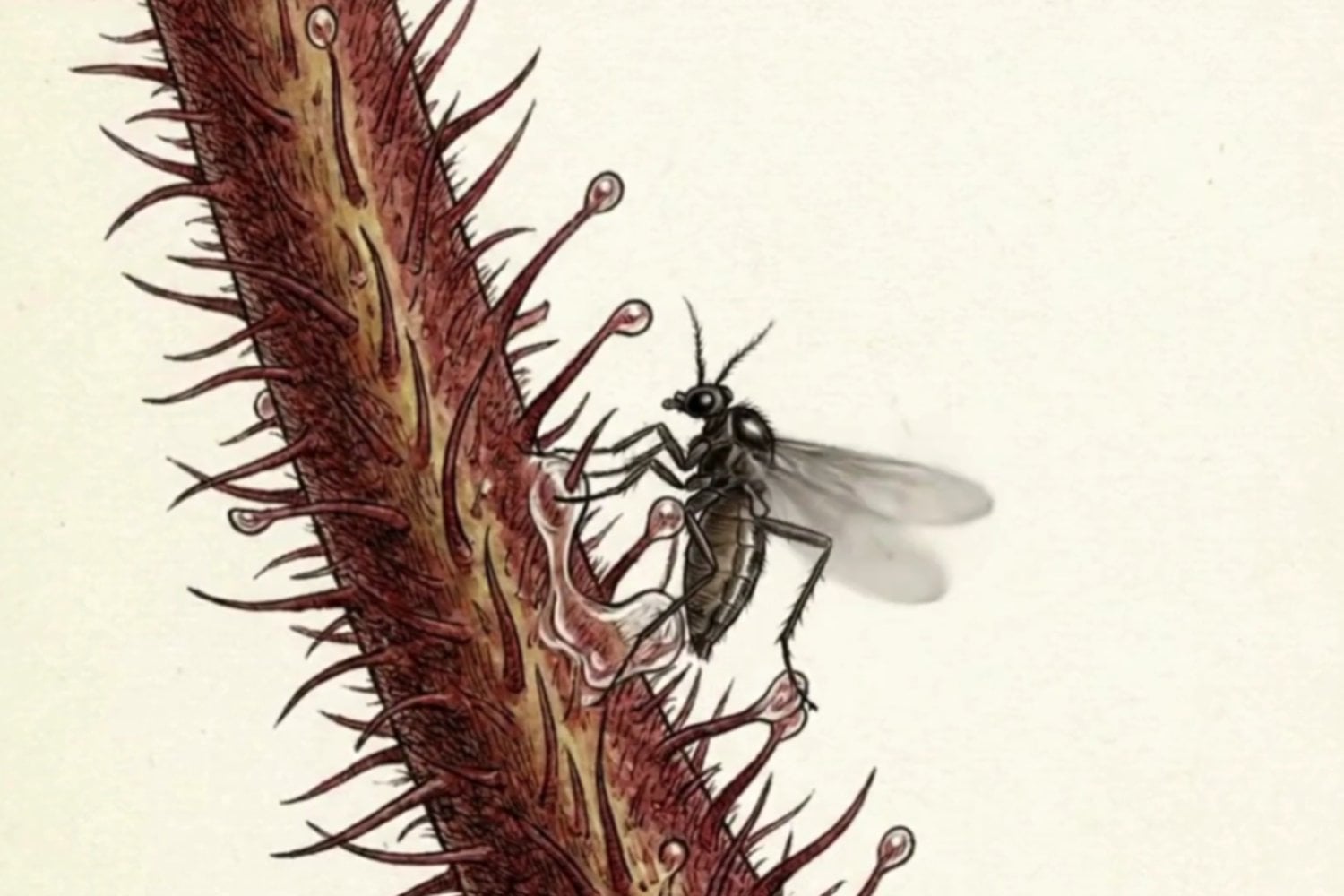 Darwin lo sospechó hace 150 años y ahora la ciencia lo confirma: esta planta es carnívora