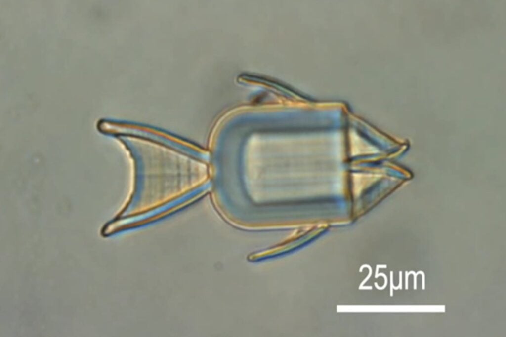 Microrrobots metálicos podrían realizar biopsias y administrar fármacos desde el interior del cuerpo