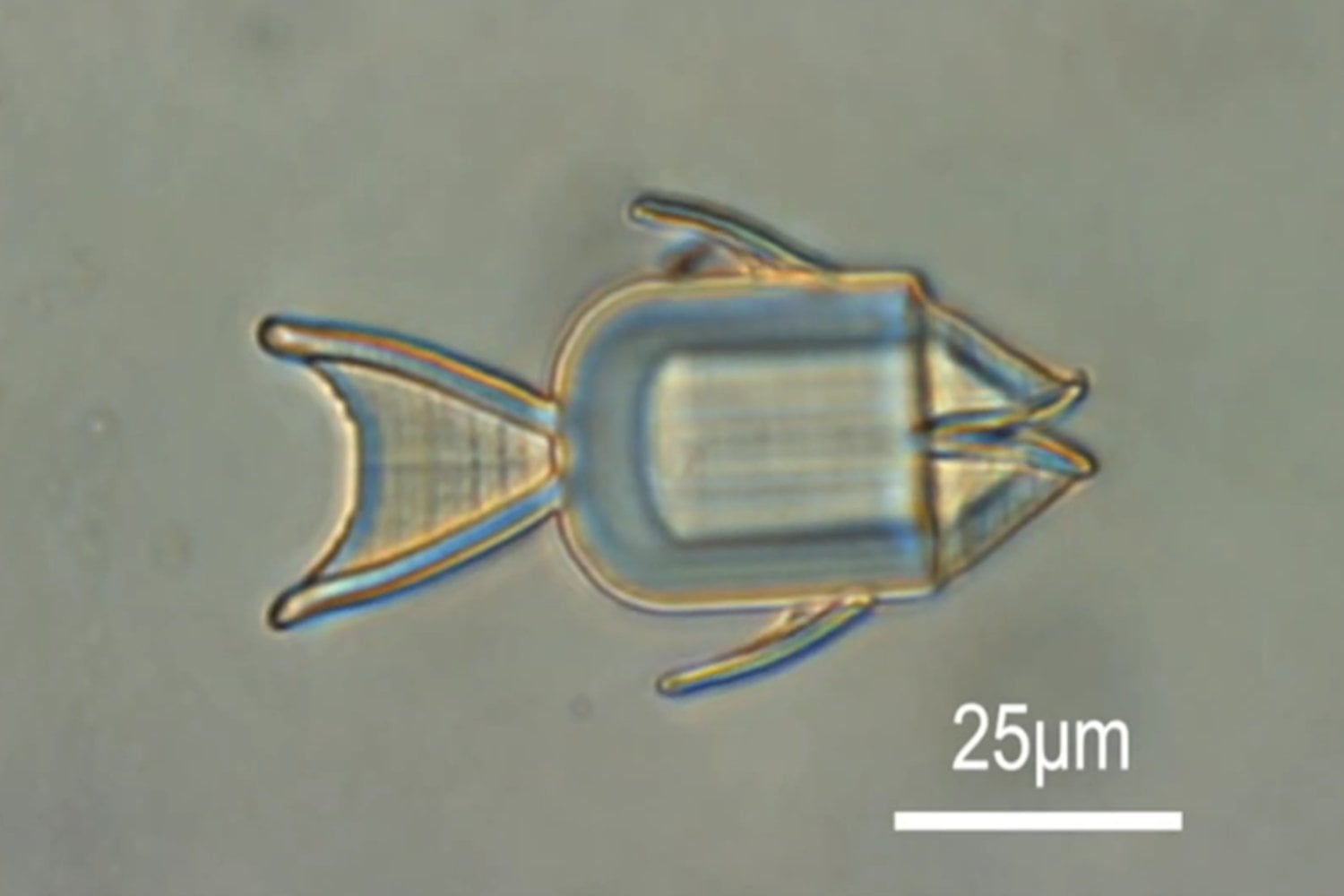 Microrrobots metálicos podrían realizar biopsias y administrar fármacos desde el interior del cuerpo