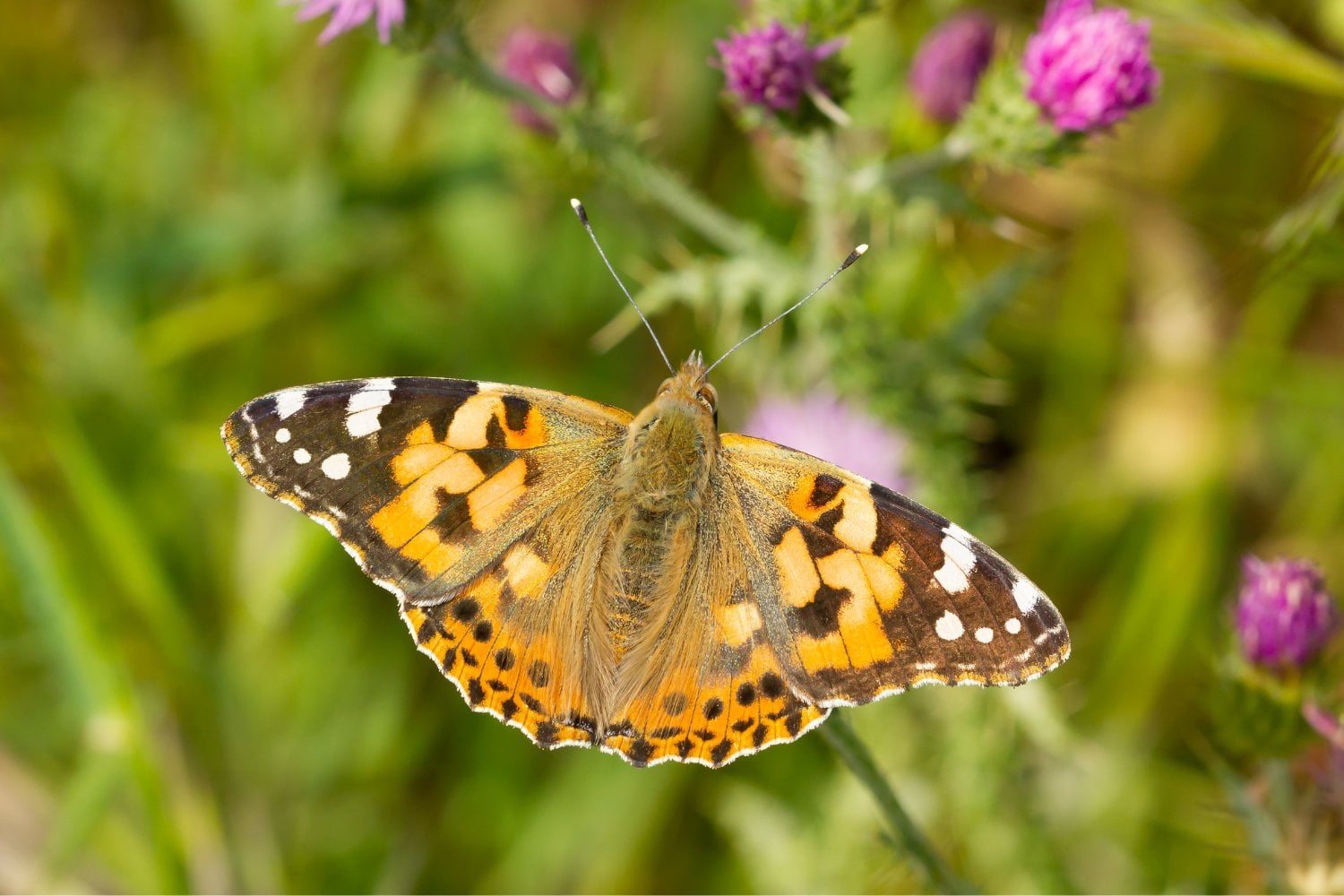 Las alas de las mariposas confunden a las aves durante el ataque