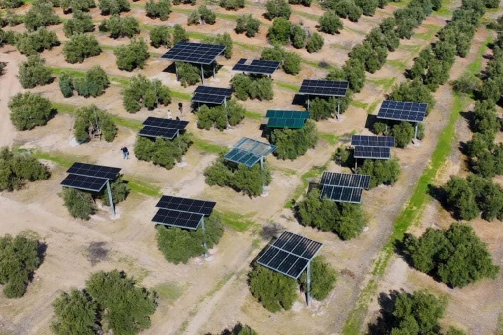 España prueba producir aceite de oliva y energía solar en el mismo terreno: 5.150 paneles elevados sobre un olivar