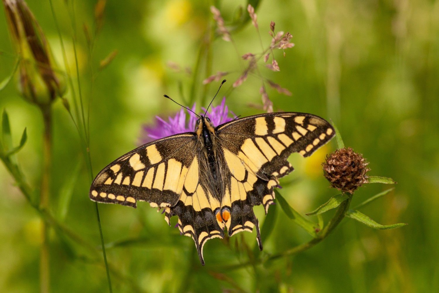 Las alas de las mariposas confunden a las aves durante el ataque