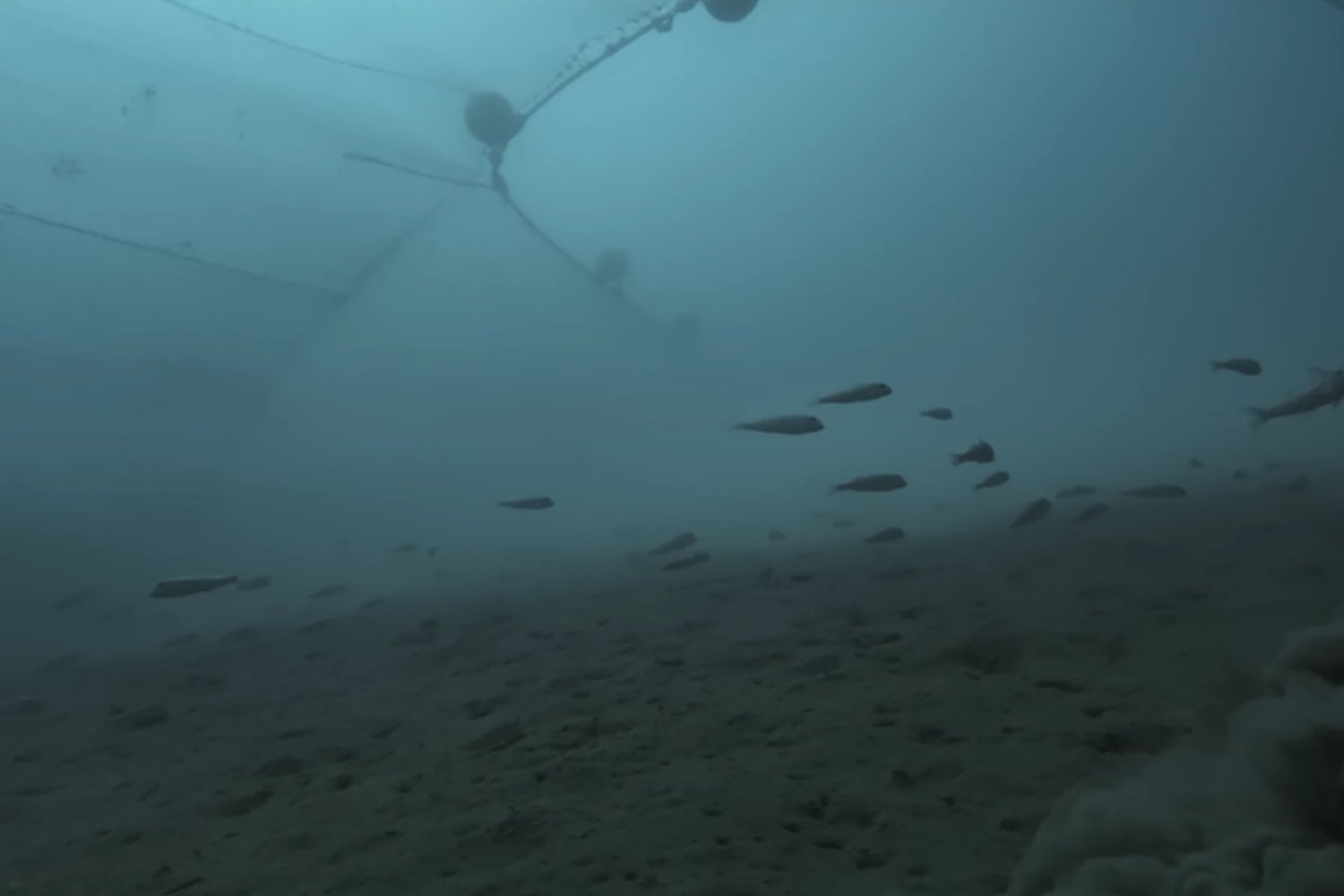 Cómo la pesca de arrastre transforma el fondo marino y amenaza a las comunidades bentónicas