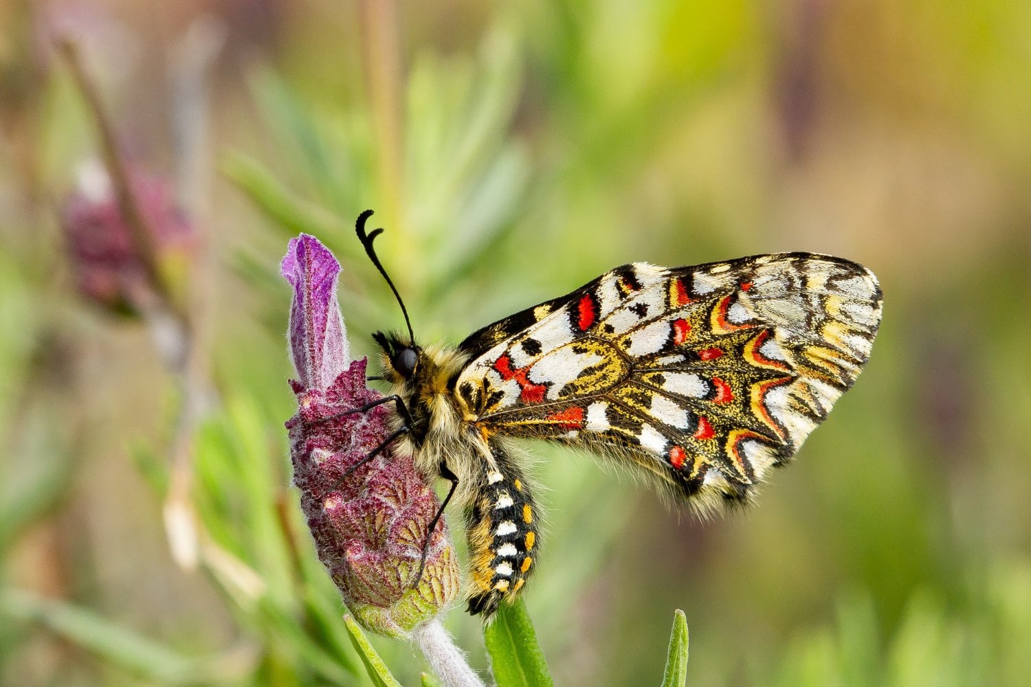 Las alas de las mariposas confunden a las aves durante el ataque