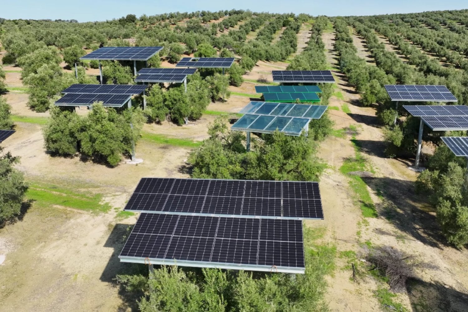 España prueba producir aceite de oliva y energía solar en el mismo terreno: 5.150 paneles elevados sobre un olivar)