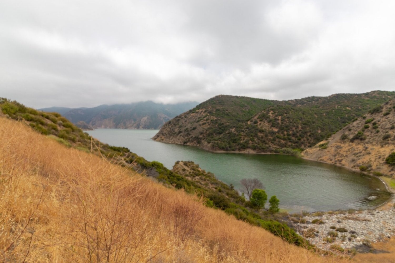 Los embalses se están convirtiendo en refugios cada vez más diversos para las aves acuáticas