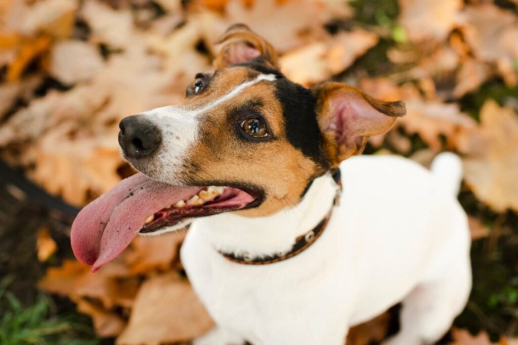 Los perros también “separan” palabras al escuchar: el habla humana moldea su cerebro