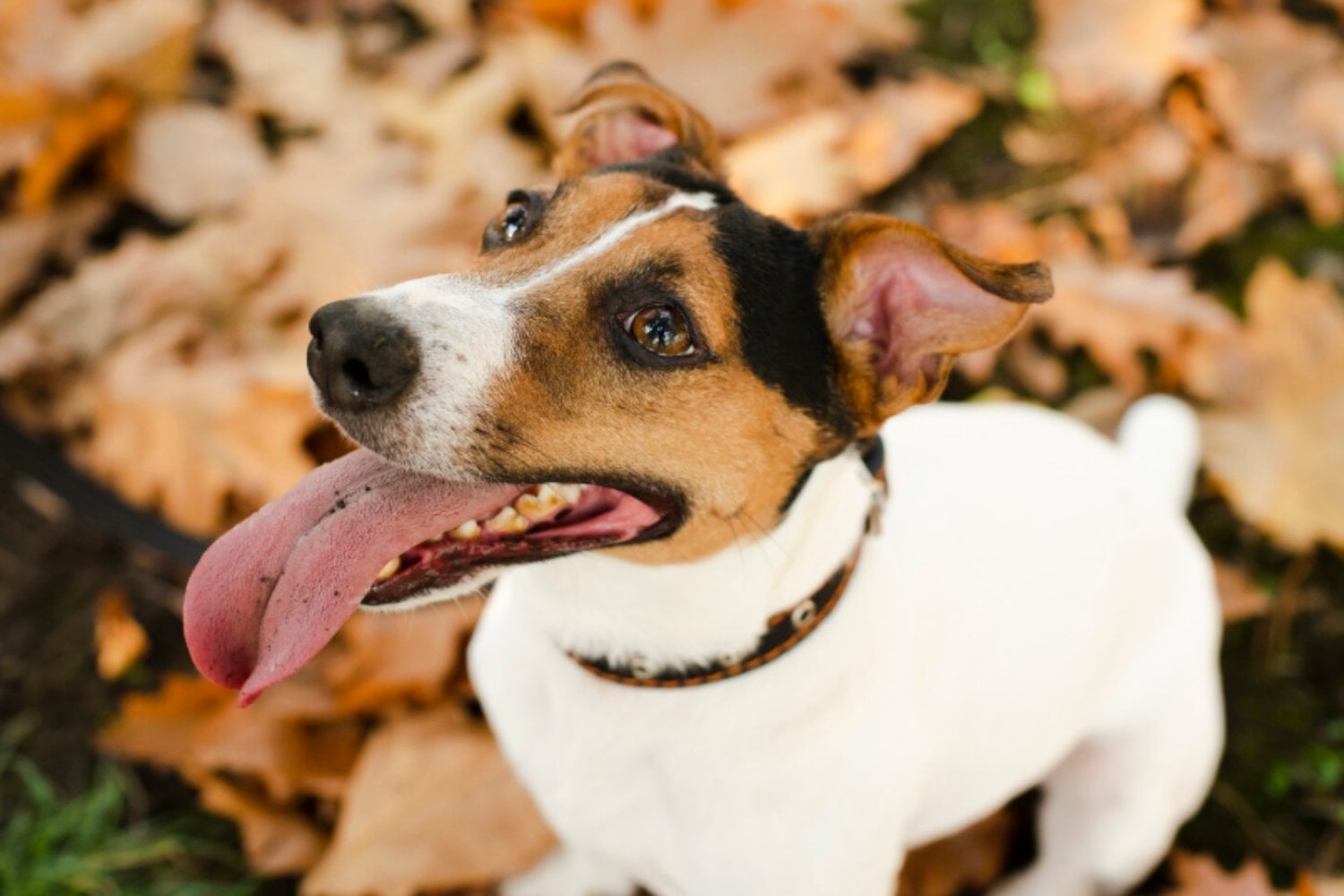 Los perros también “separan” palabras al escuchar: el habla humana moldea su cerebro