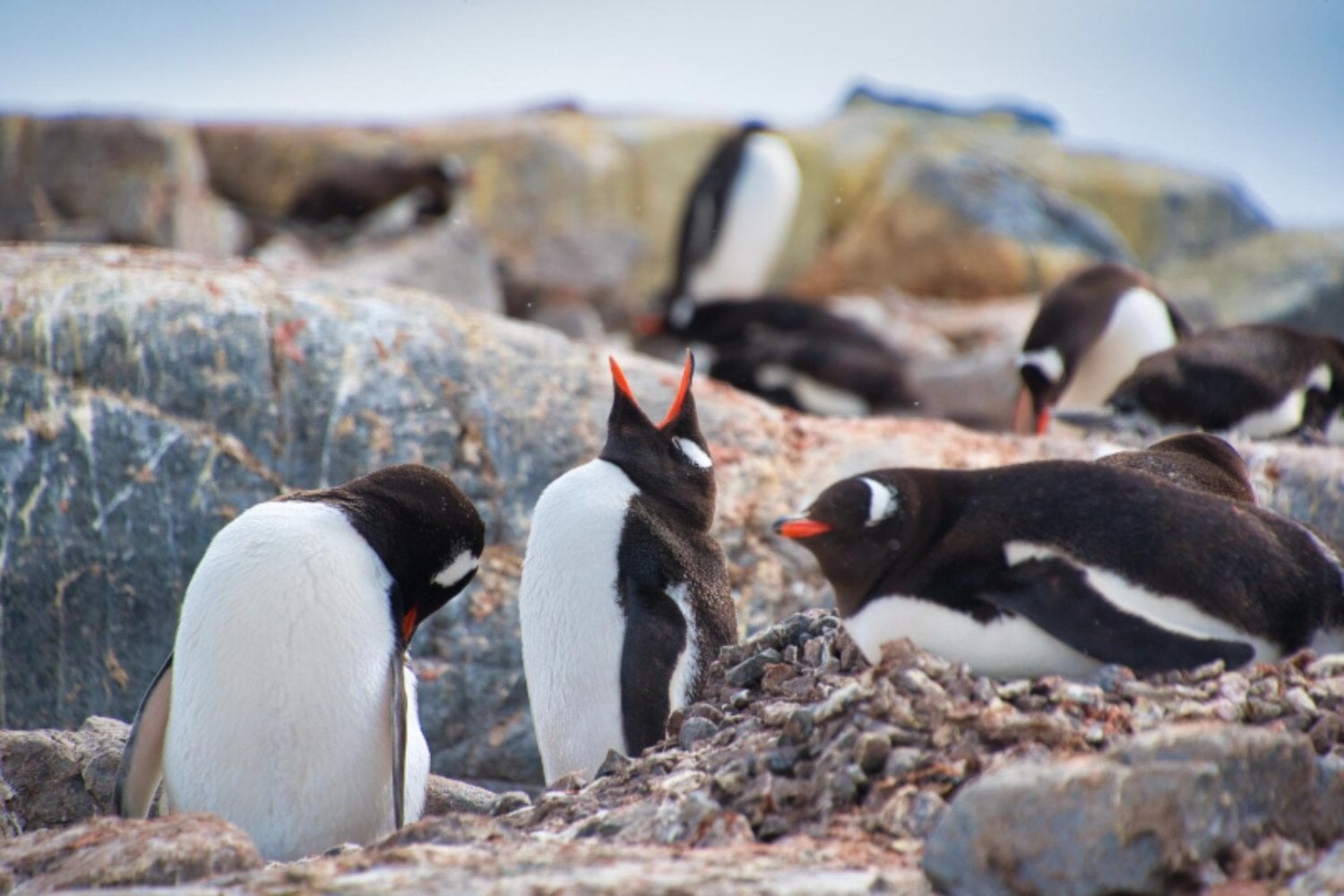 La desaparición del hielo marino está cambiando qué comen los pingüinos