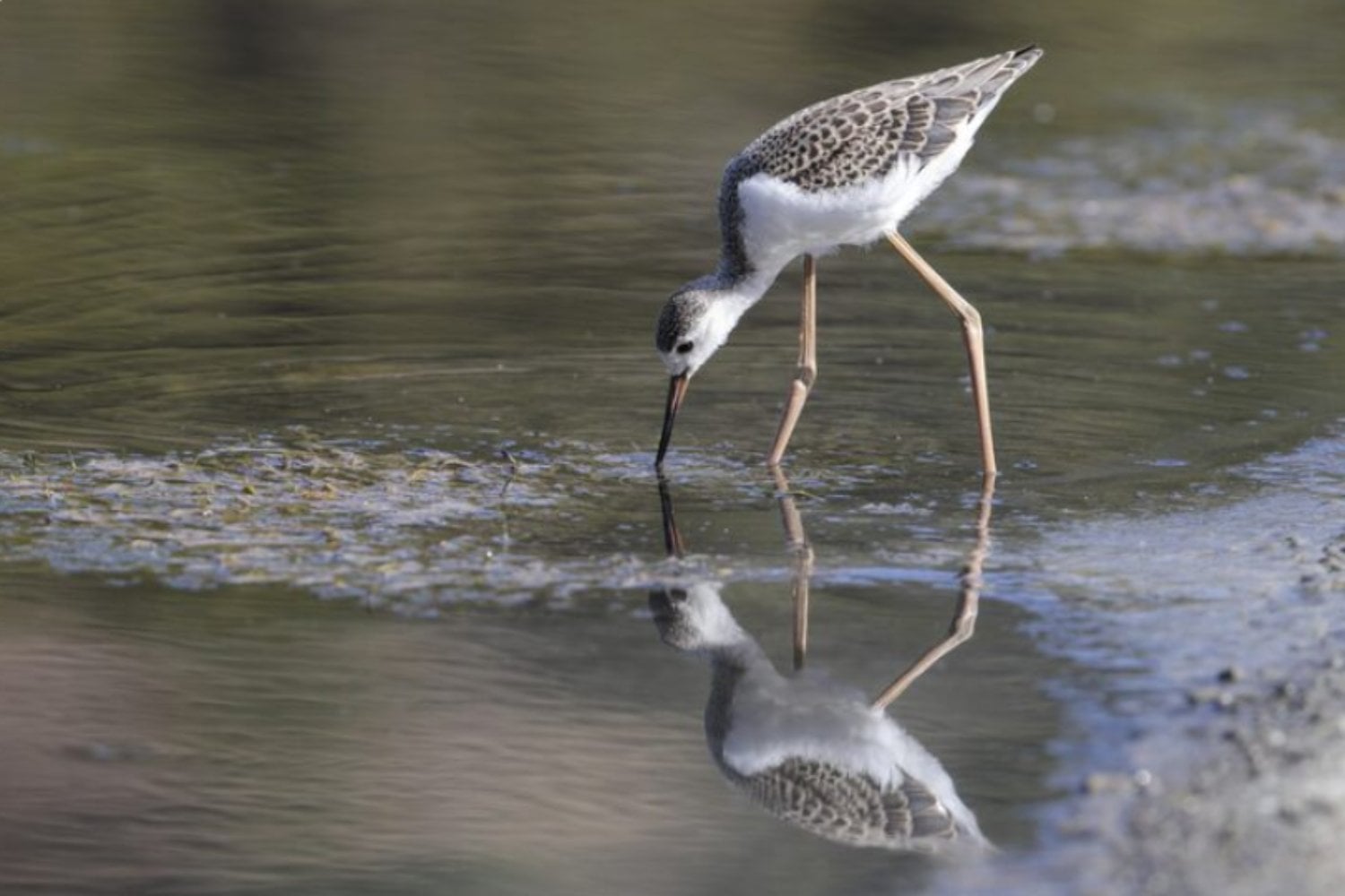 Los embalses se están convirtiendo en refugios cada vez más diversos para las aves acuáticas