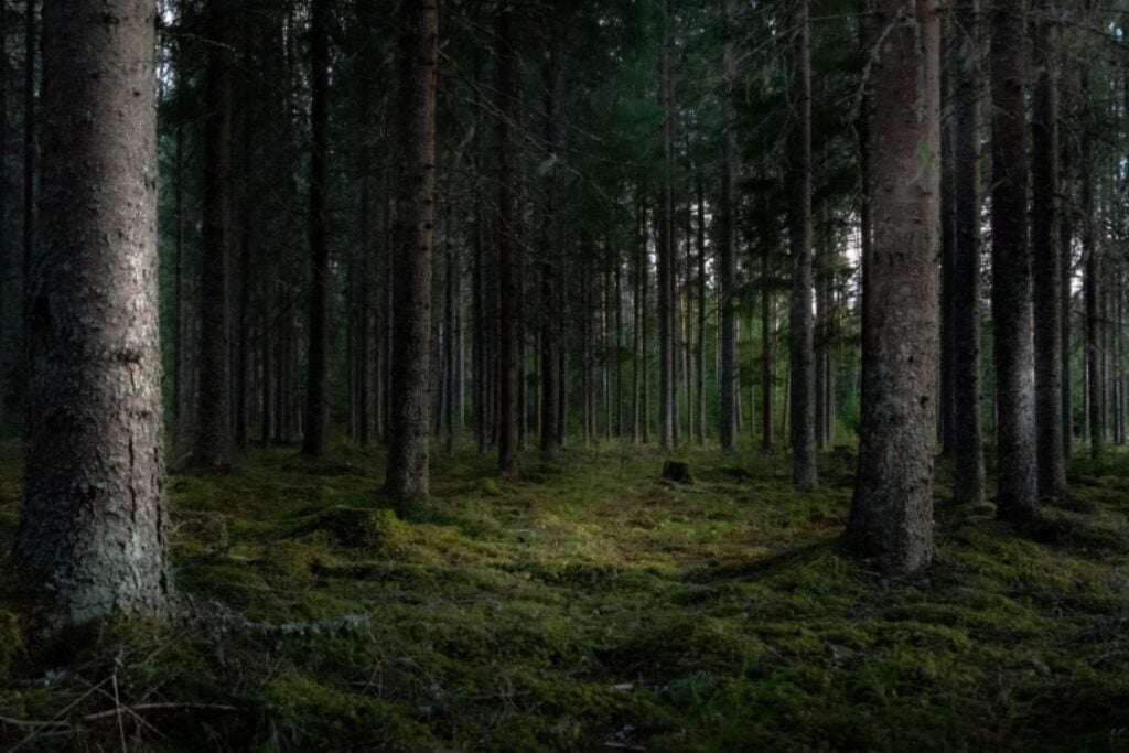 La deforestación cae a mínimos históricos en el bosque atlántico de Brasil, pero su biodiversidad sigue en riesgo