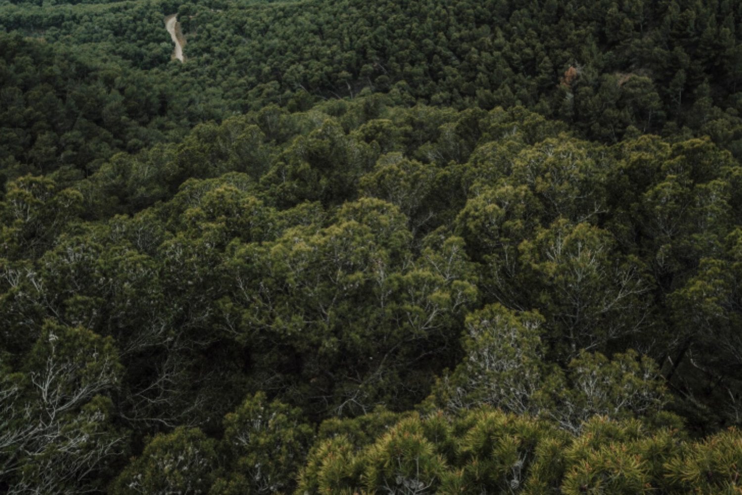 La deforestación cae a mínimos históricos en el bosque atlántico de Brasil, pero su biodiversidad sigue en riesgo
