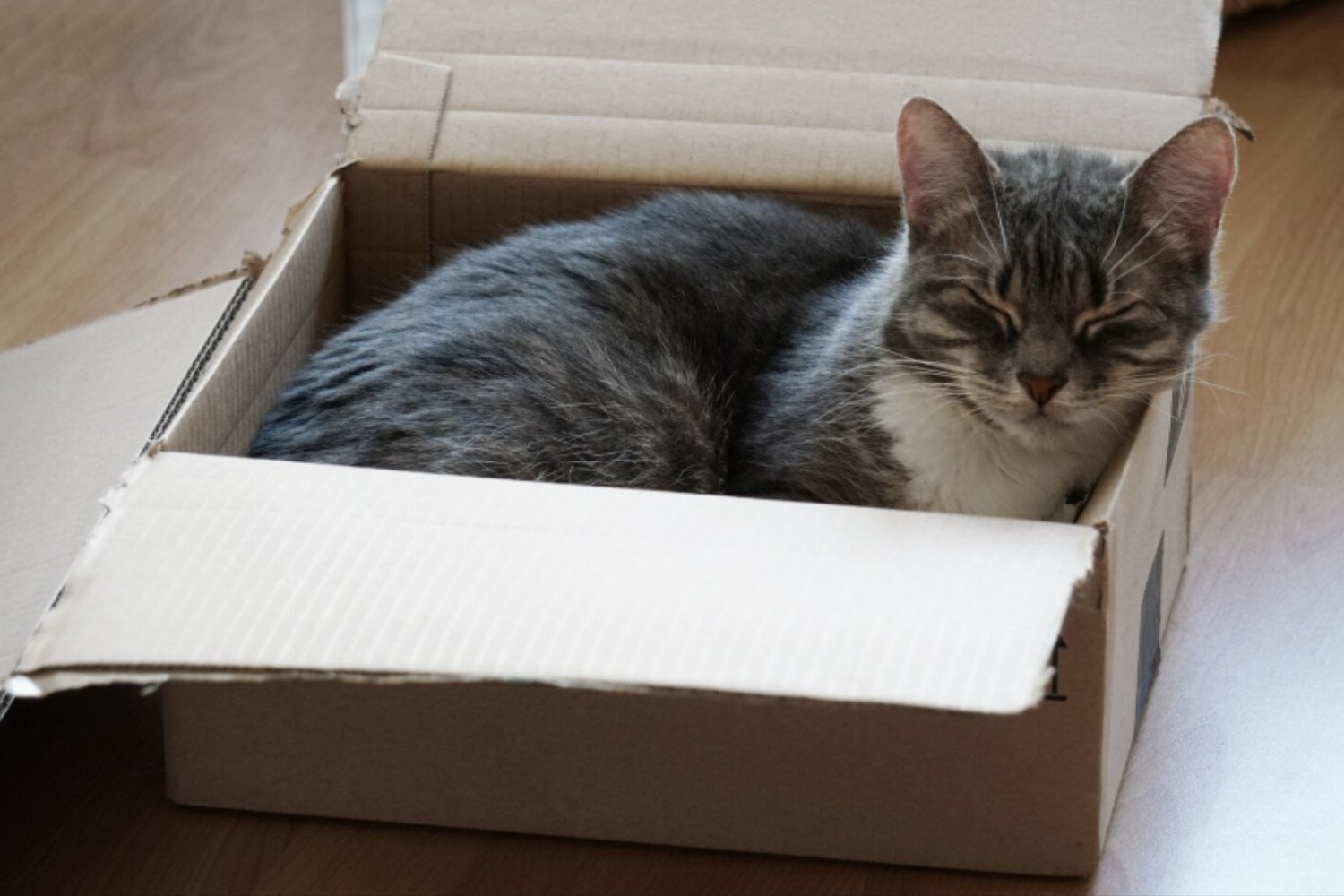 Por qué los gatos aman las cajas: seguridad, instinto y menos estrés