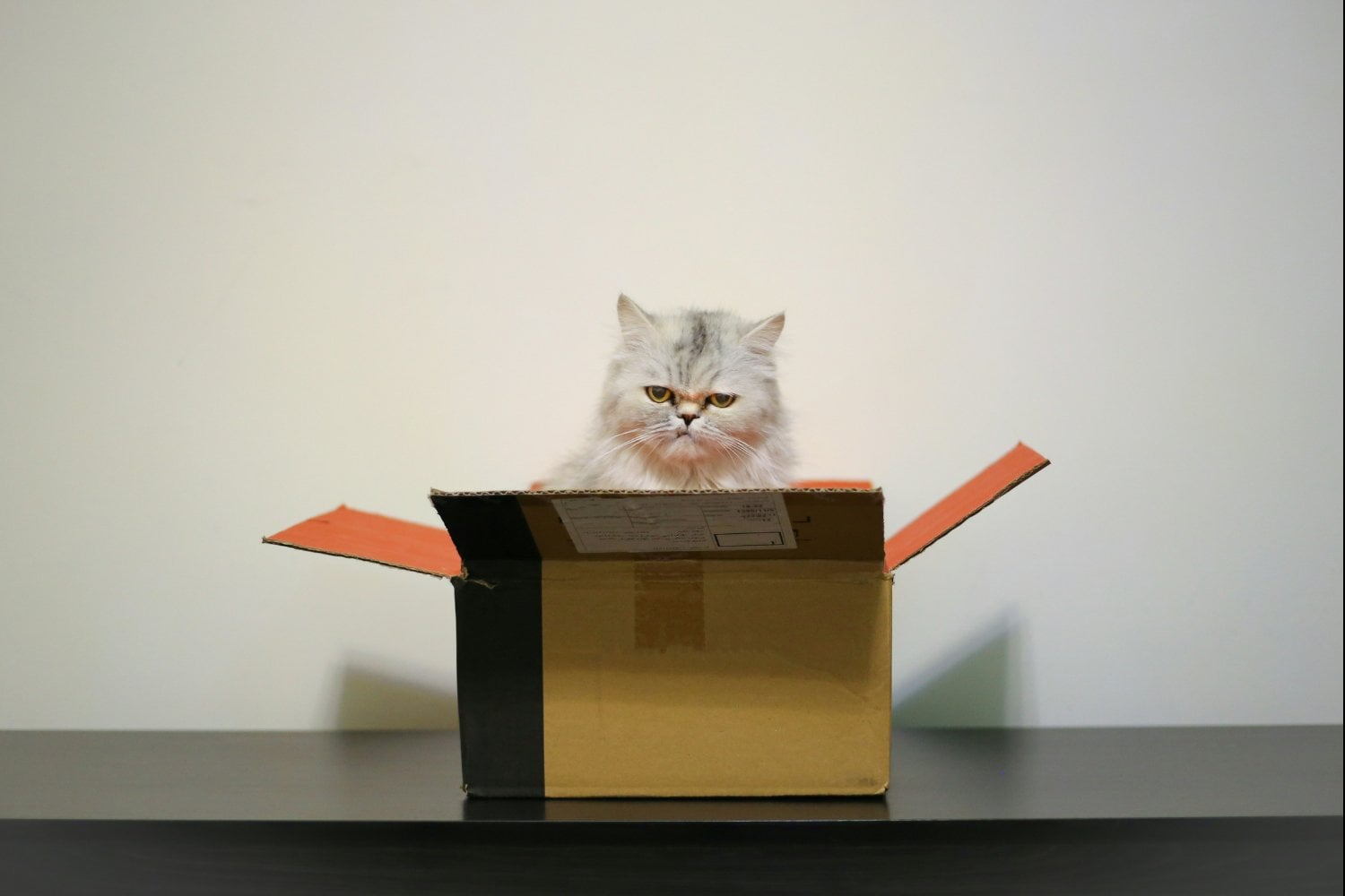 Por qué los gatos aman las cajas: seguridad, instinto y menos estrés