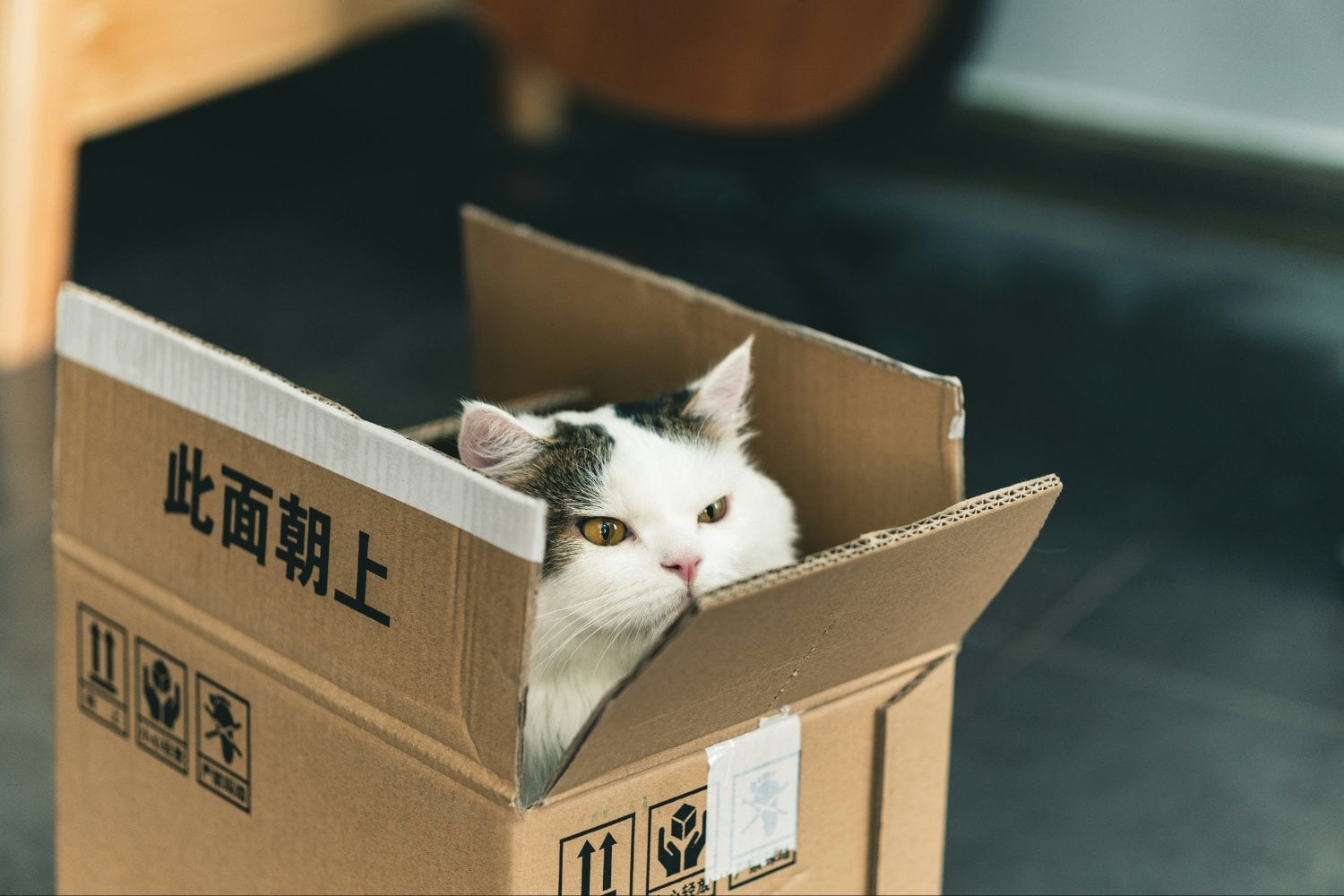 Por qué los gatos aman las cajas: seguridad, instinto y menos estrés