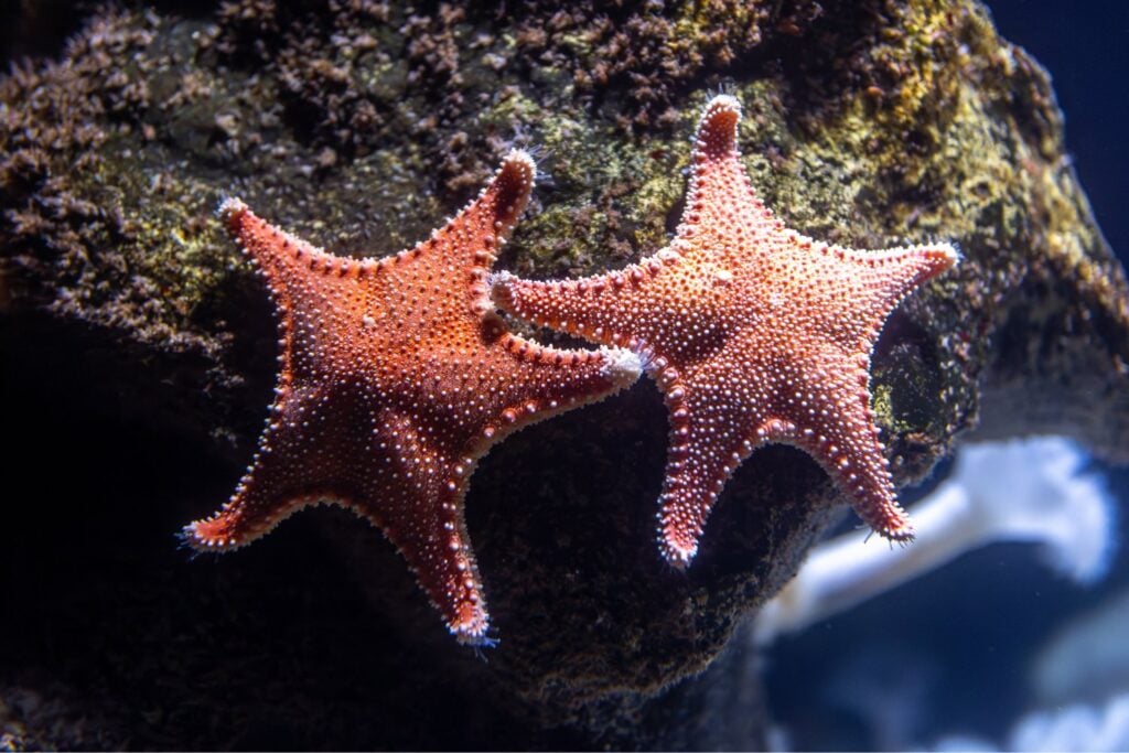 El genoma de una estrella de mar revela cómo consigue adaptarse a mares muy diferentes