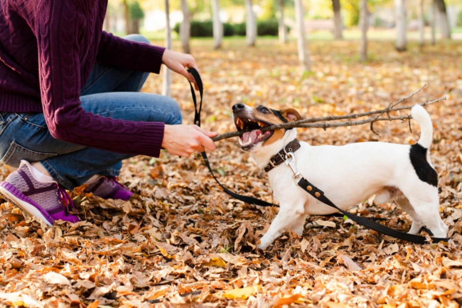Los perros también “separan” palabras al escuchar: el habla humana moldea su cerebro)