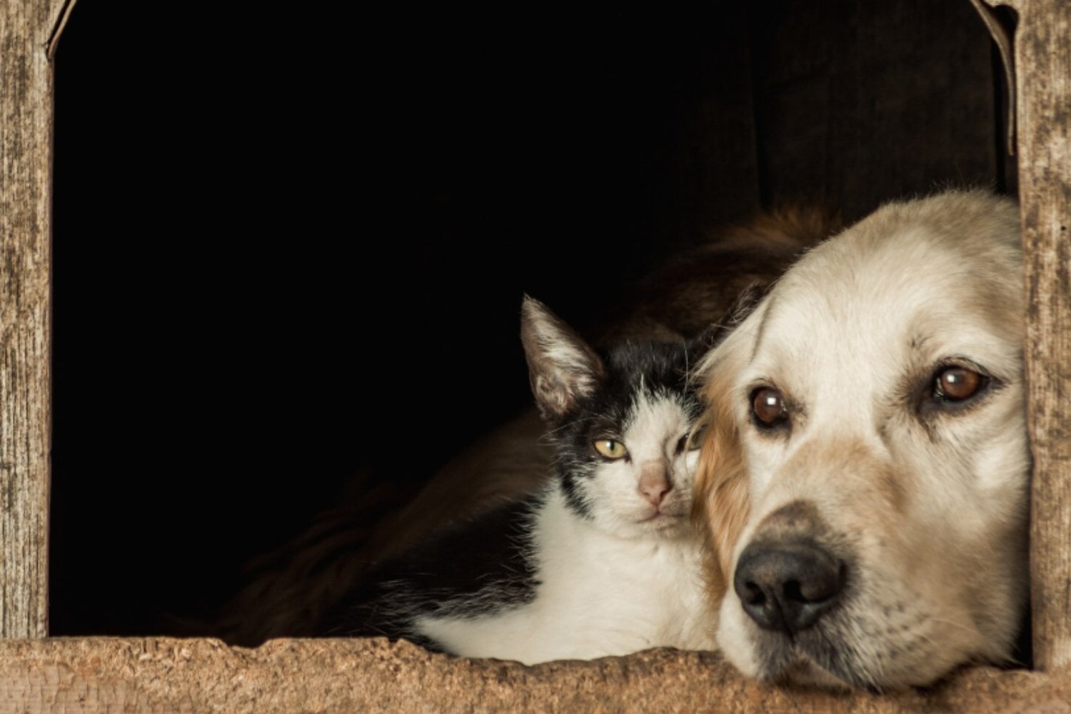 Perros o gatos: la ciencia responde cuál de los dos es realmente más inteligente