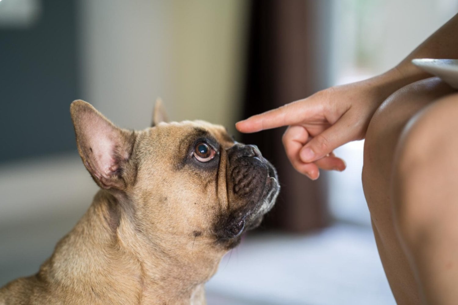 Perros o gatos: la ciencia responde cuál de los dos es realmente más inteligente