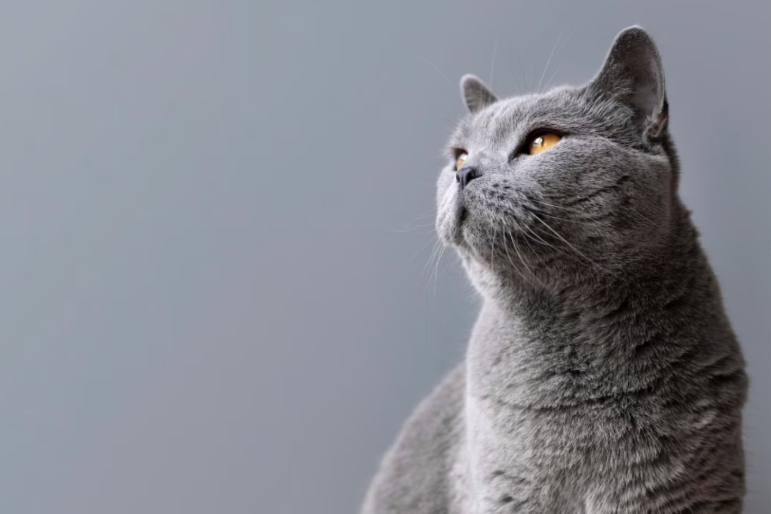 Perros o gatos: la ciencia responde cuál de los dos es realmente más inteligente