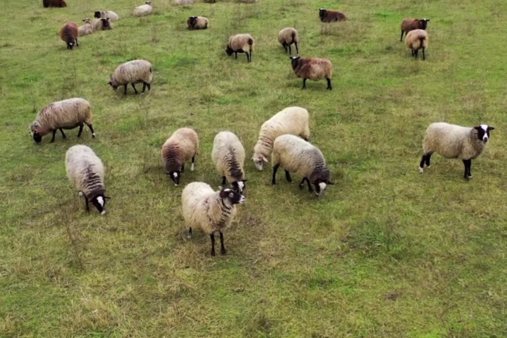 Abandonaron 4.000 ovejas en una isla remota y 40 años después tuvieron que regresar para eliminarlas