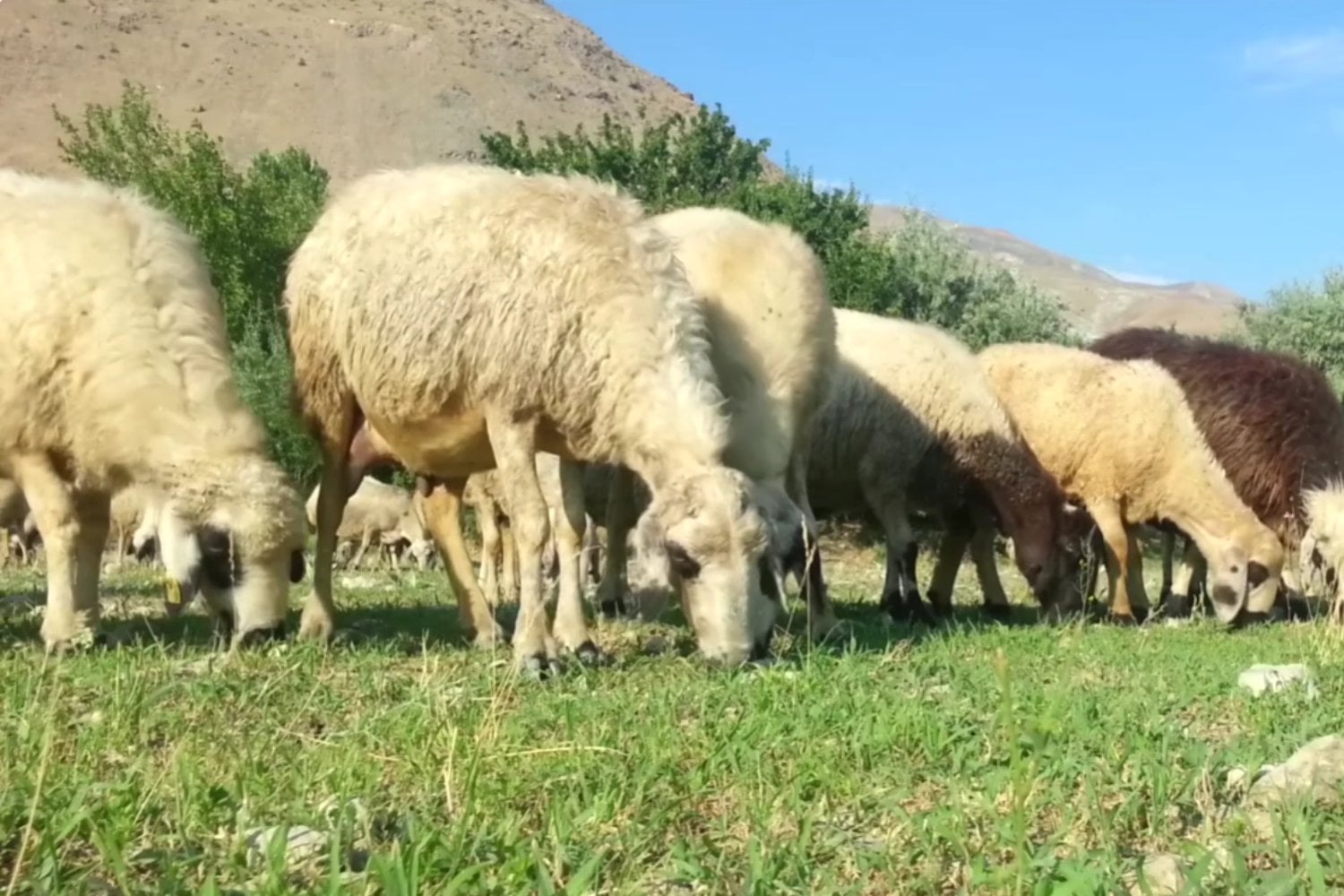 Abandonaron 4.000 ovejas en una isla remota y 40 años después tuvieron que regresar para eliminarlas