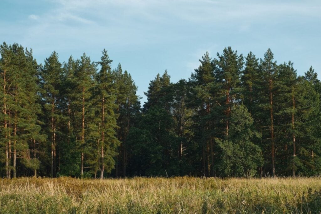 Estos pinos rompen una regla ecológica: crecen más rápido sin volverse más vulnerables