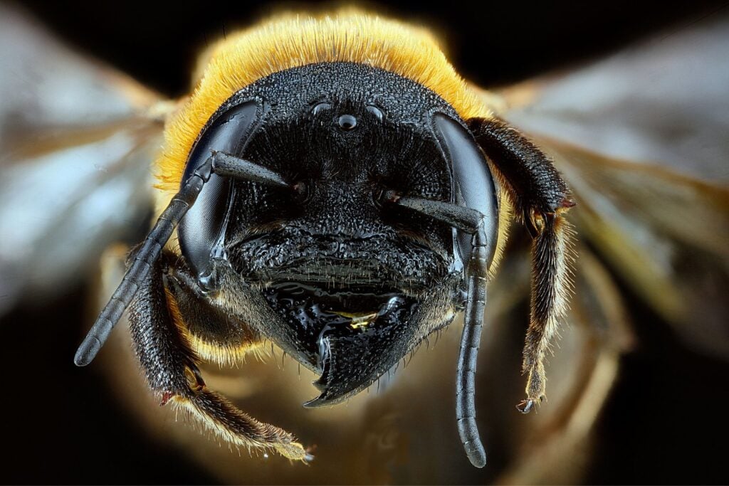 Megachile Sculpturalis