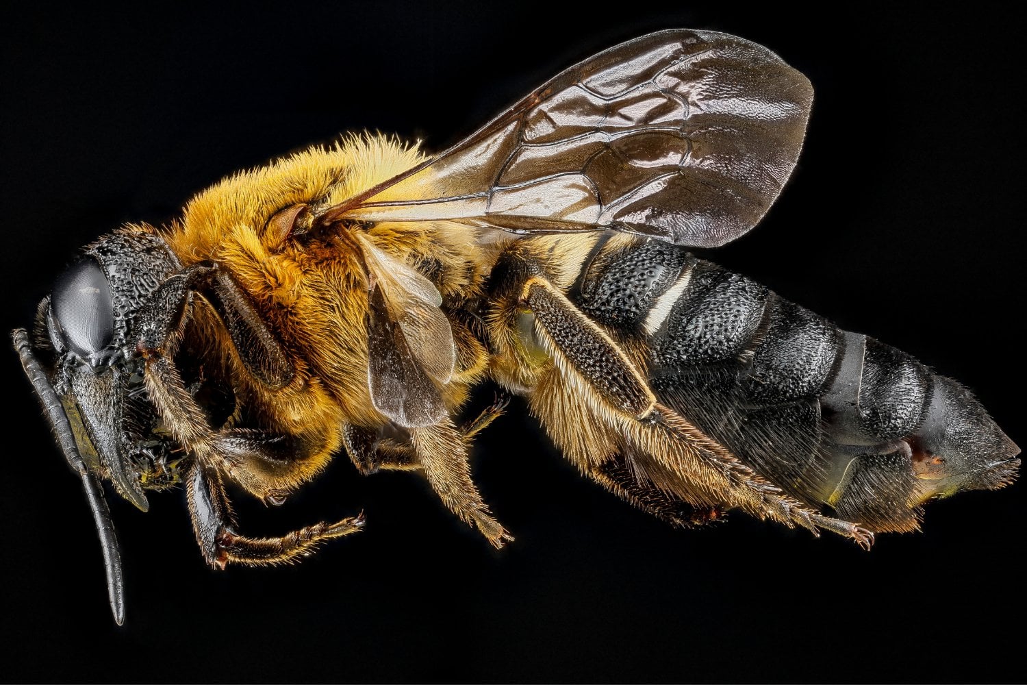 Abeja Gigante De La Resina