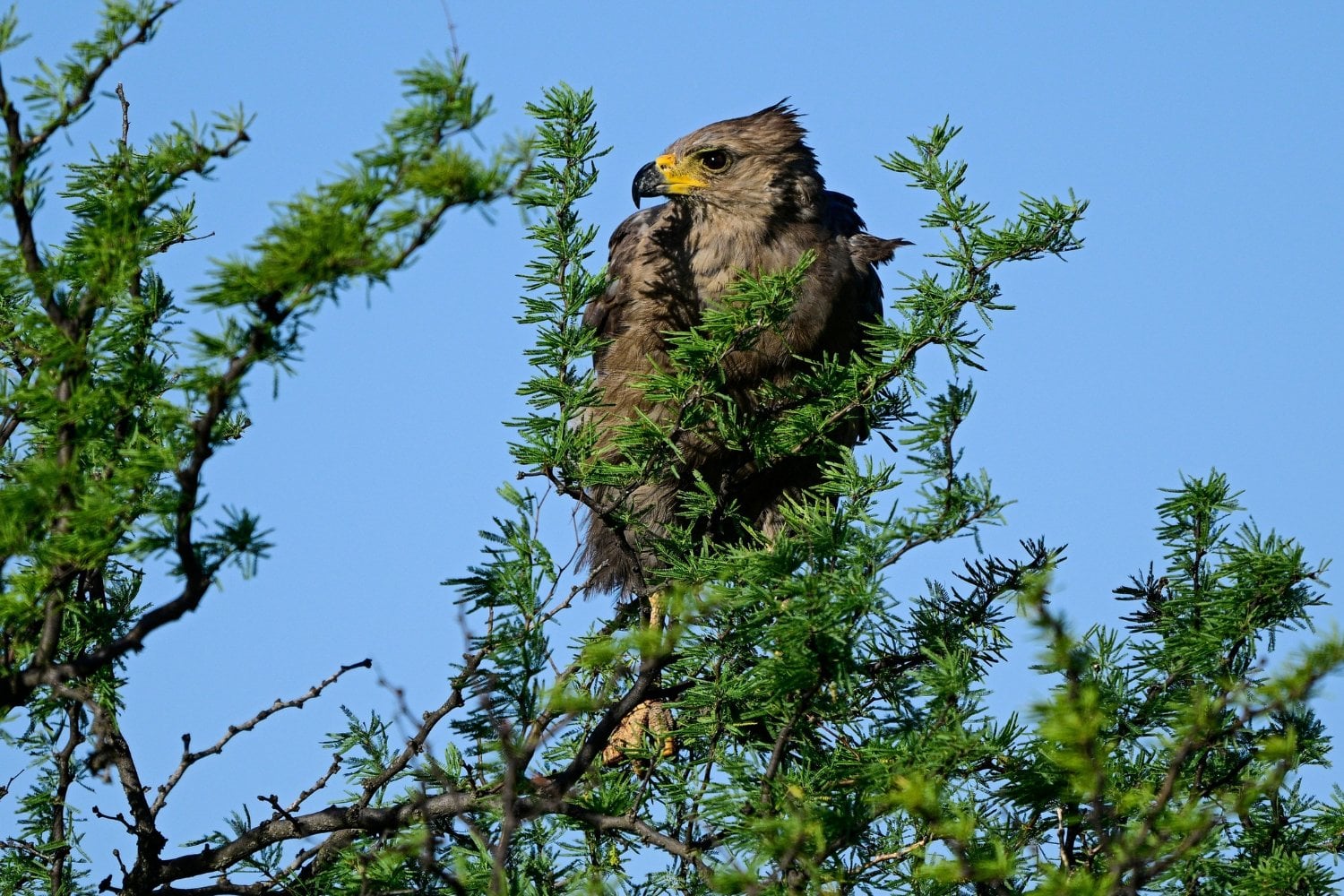 Aguila Coronada