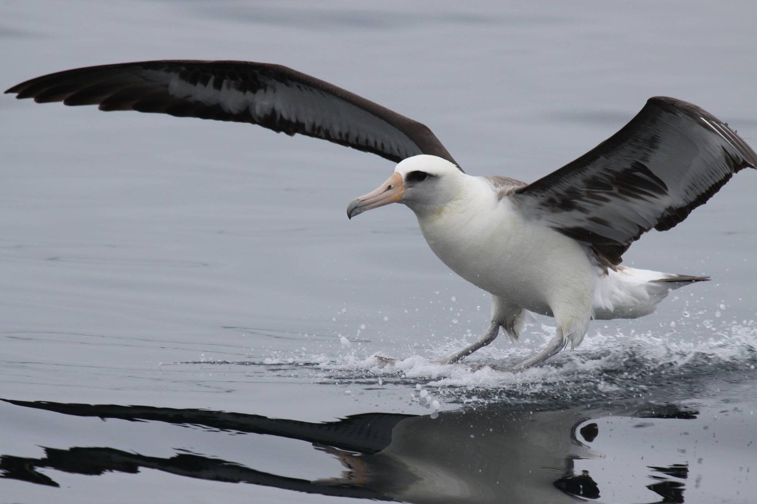 Albatros De Laysan