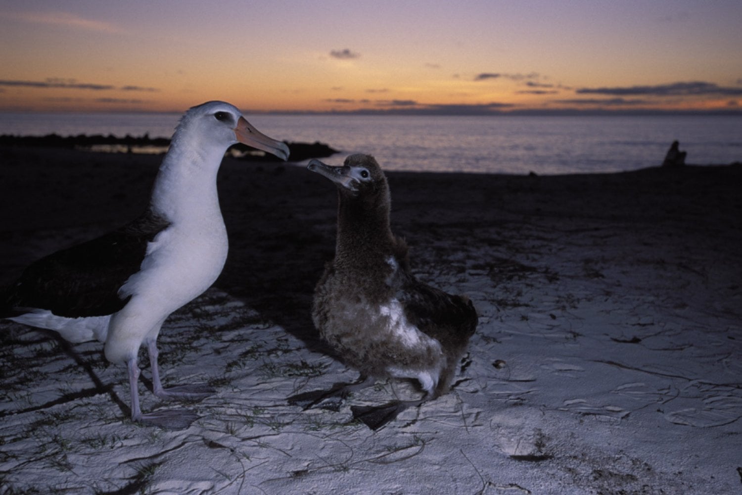 Albatros Y Cria