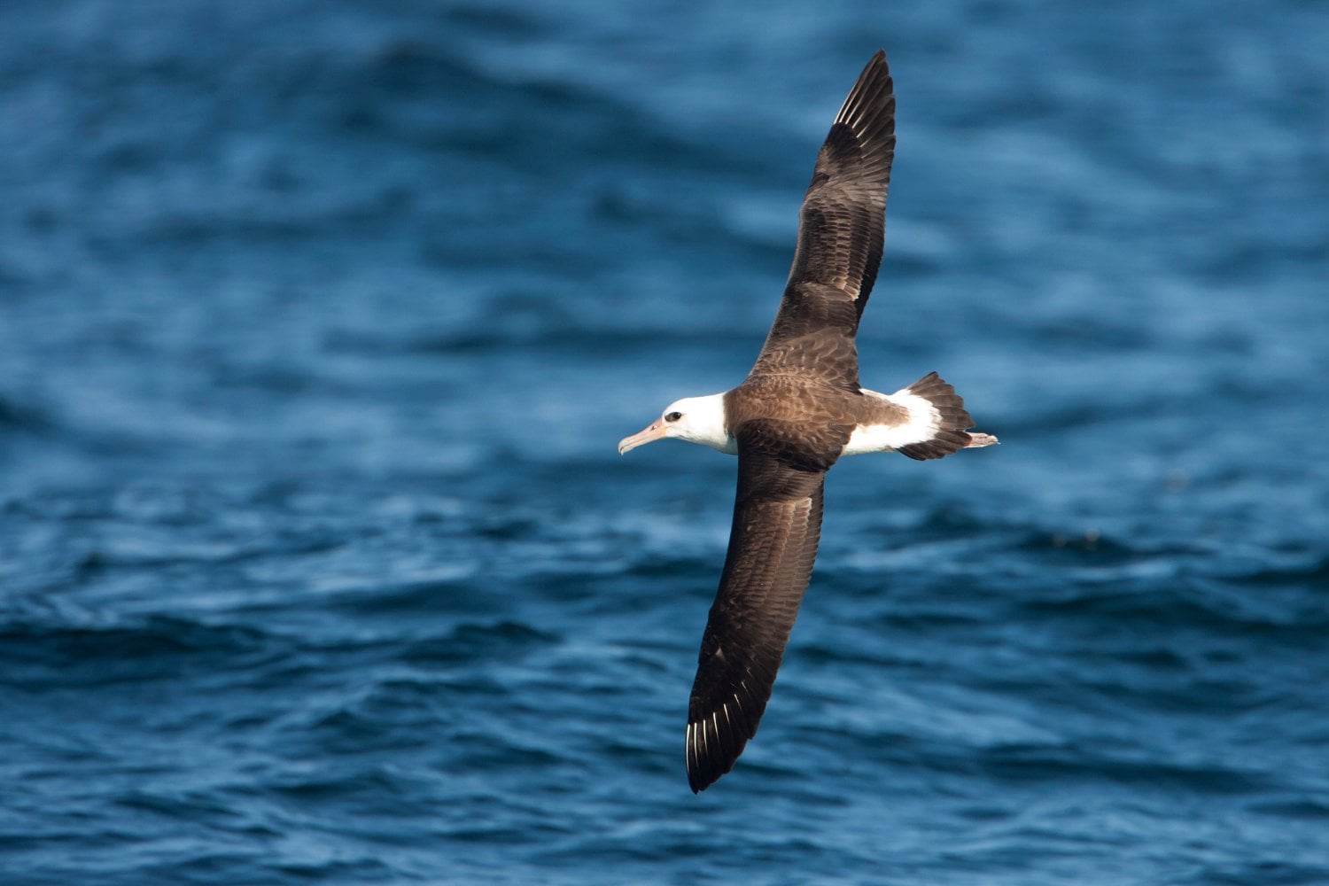 Albatros
