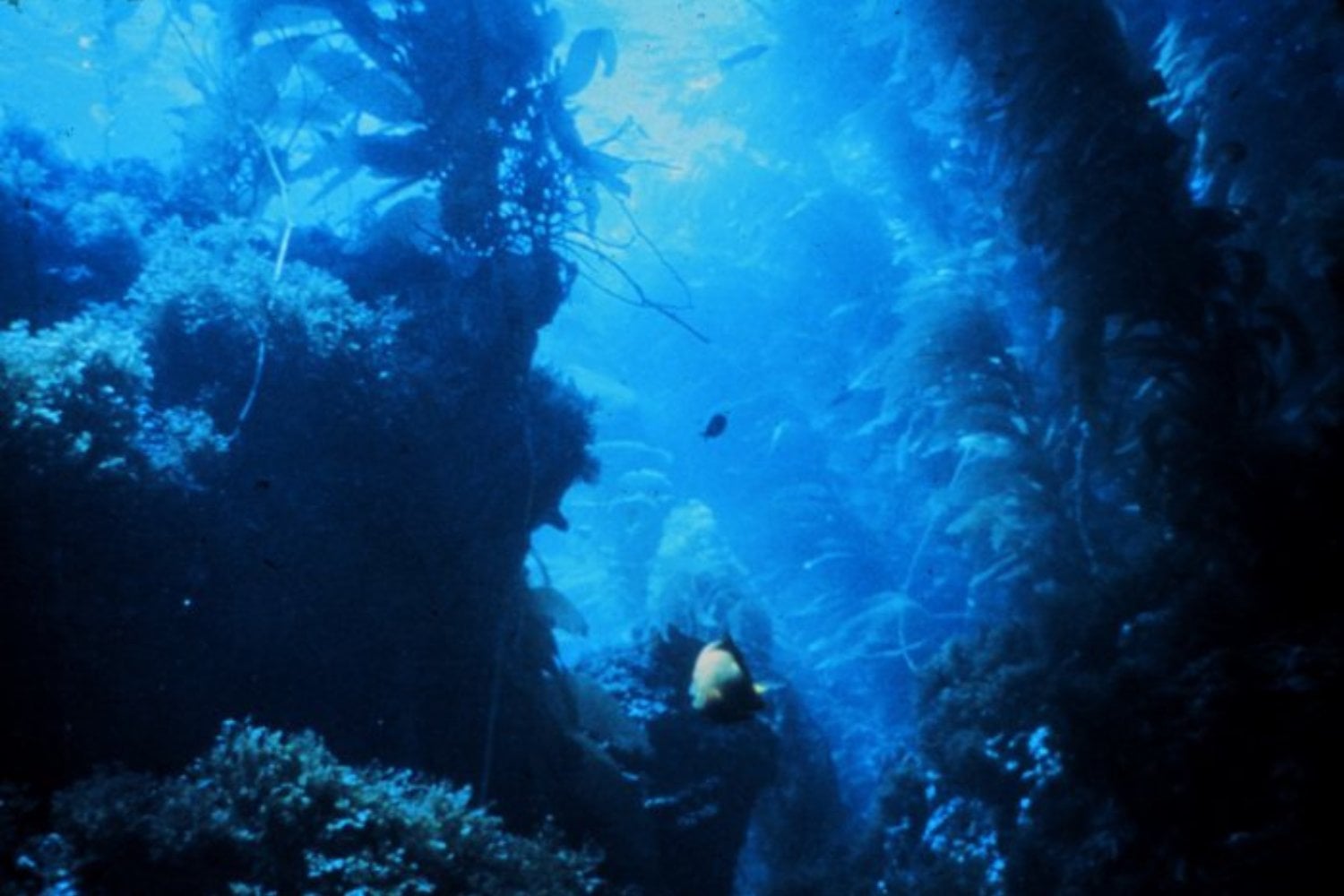 Algas Kelp
