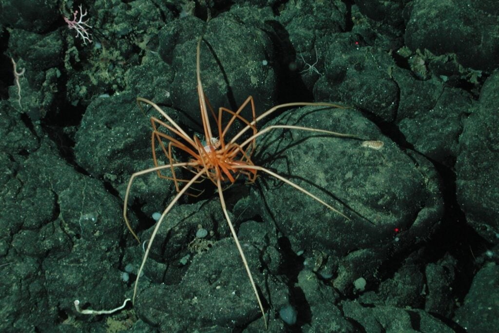 Araña De Mar Gigante