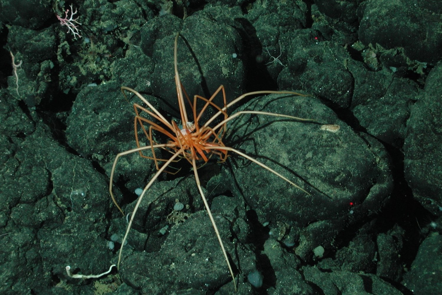 Araña De Mar Gigante