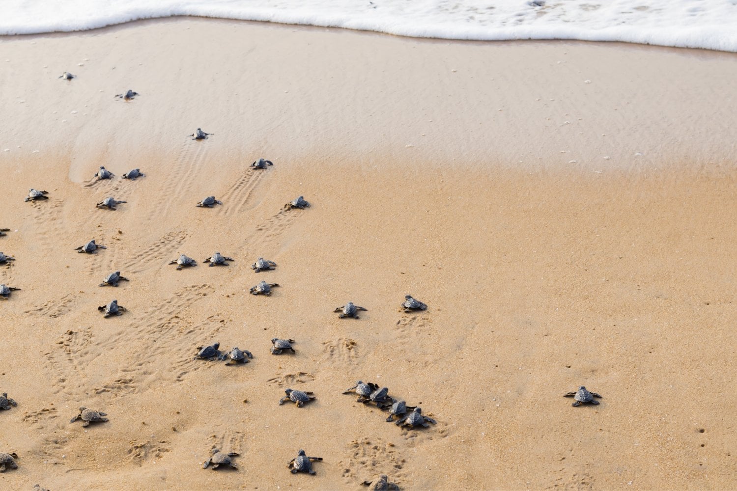 Arribada Tortugas Marinas
